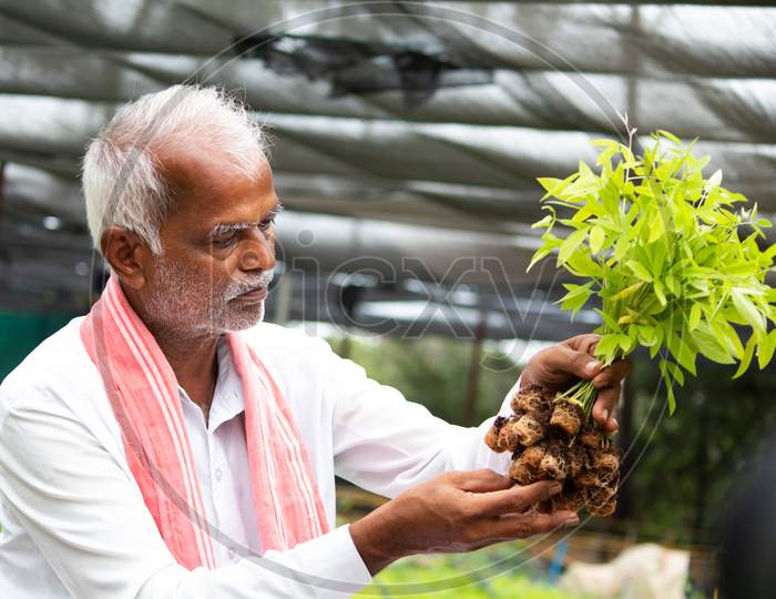 Farmer At Greenhouse Or Poly House Busy Checking Pest And Growth Of Organic Saplings Or Plants.