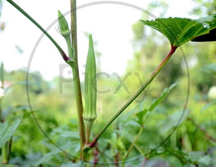 Closeup Ripe Green Ladyfinger With Leaves And Plant Growing In The Farm Over Out Of Focus Green Background.
