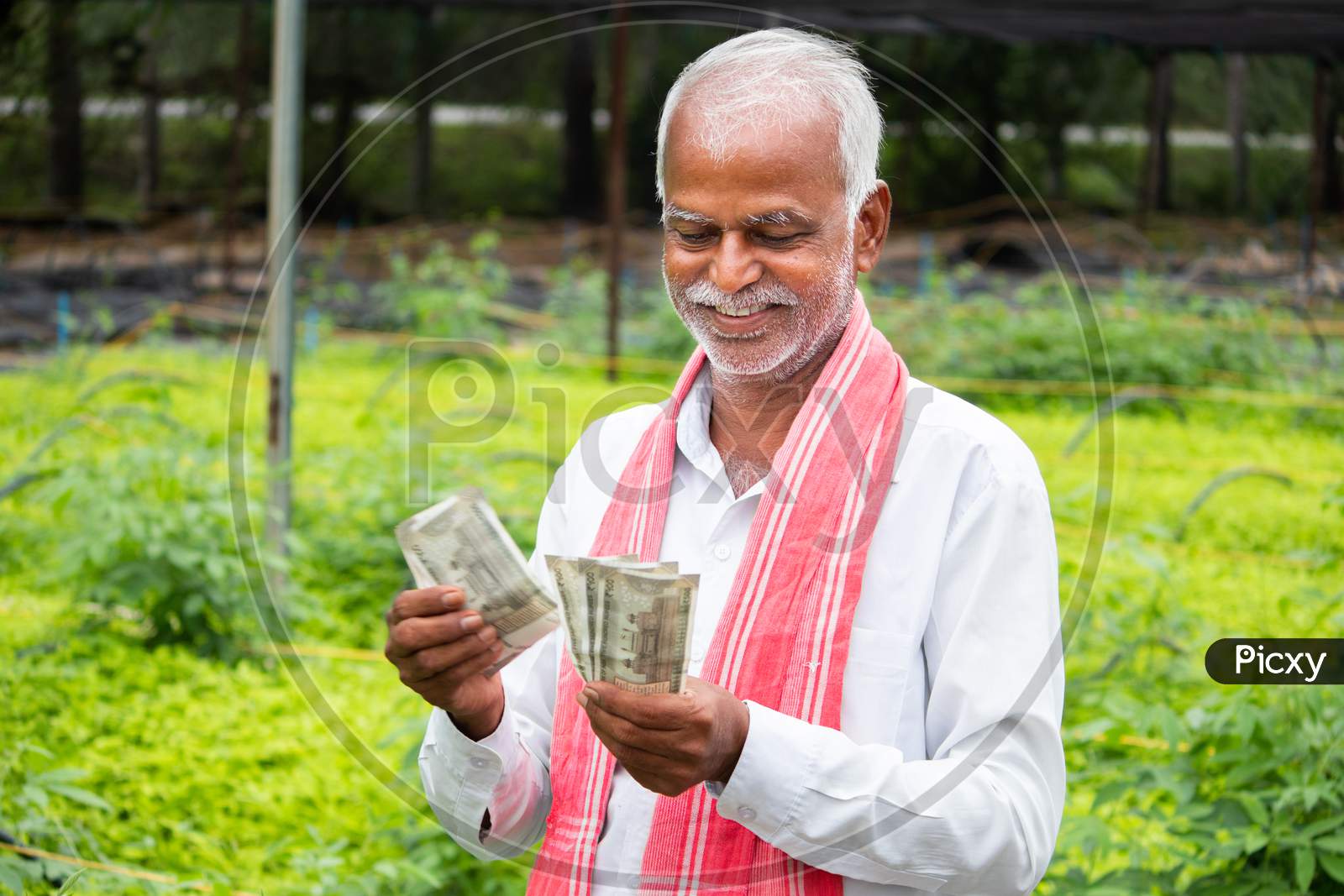 Happy Smiling Indian Farmer Counting Currency Notes Inside The Greenhouse Or Polyhouse - Concept Of Profit Or Made Made Money From Greenhouse Farming Cultivation