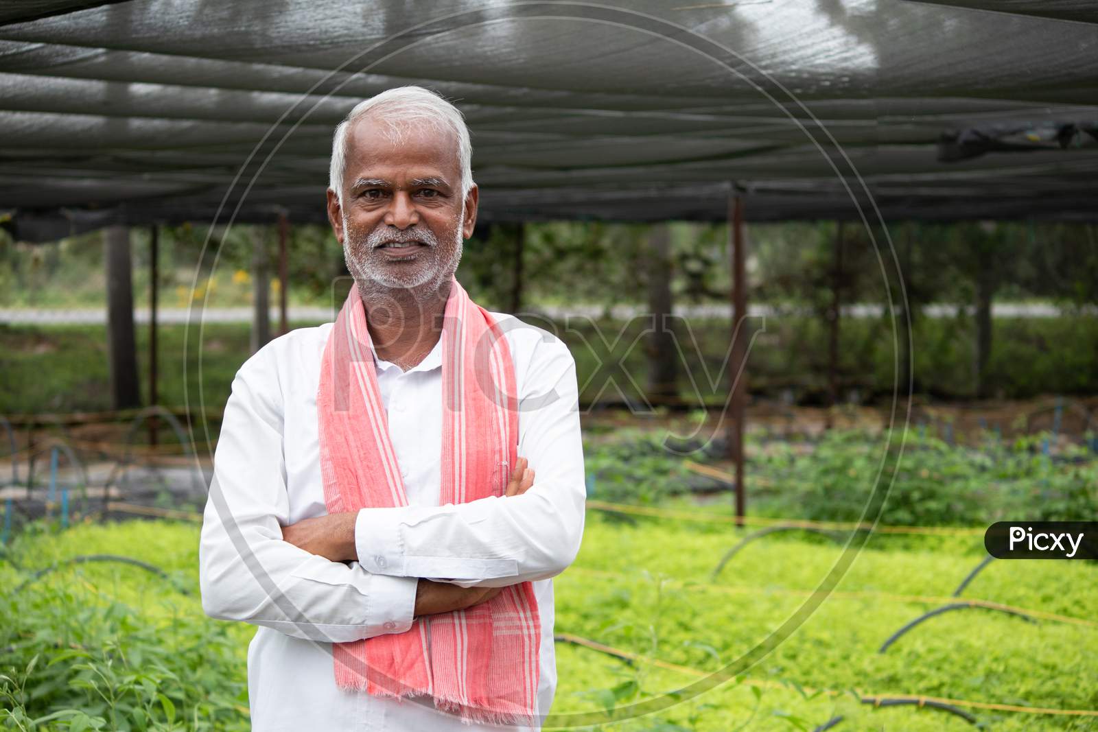 Medium Close Up Shot Of Smiling Senior Inidan Farmer With Arms Crossed Confidently Standing In The Greenhouse Or Poly House With Grown Green Samplings Behind