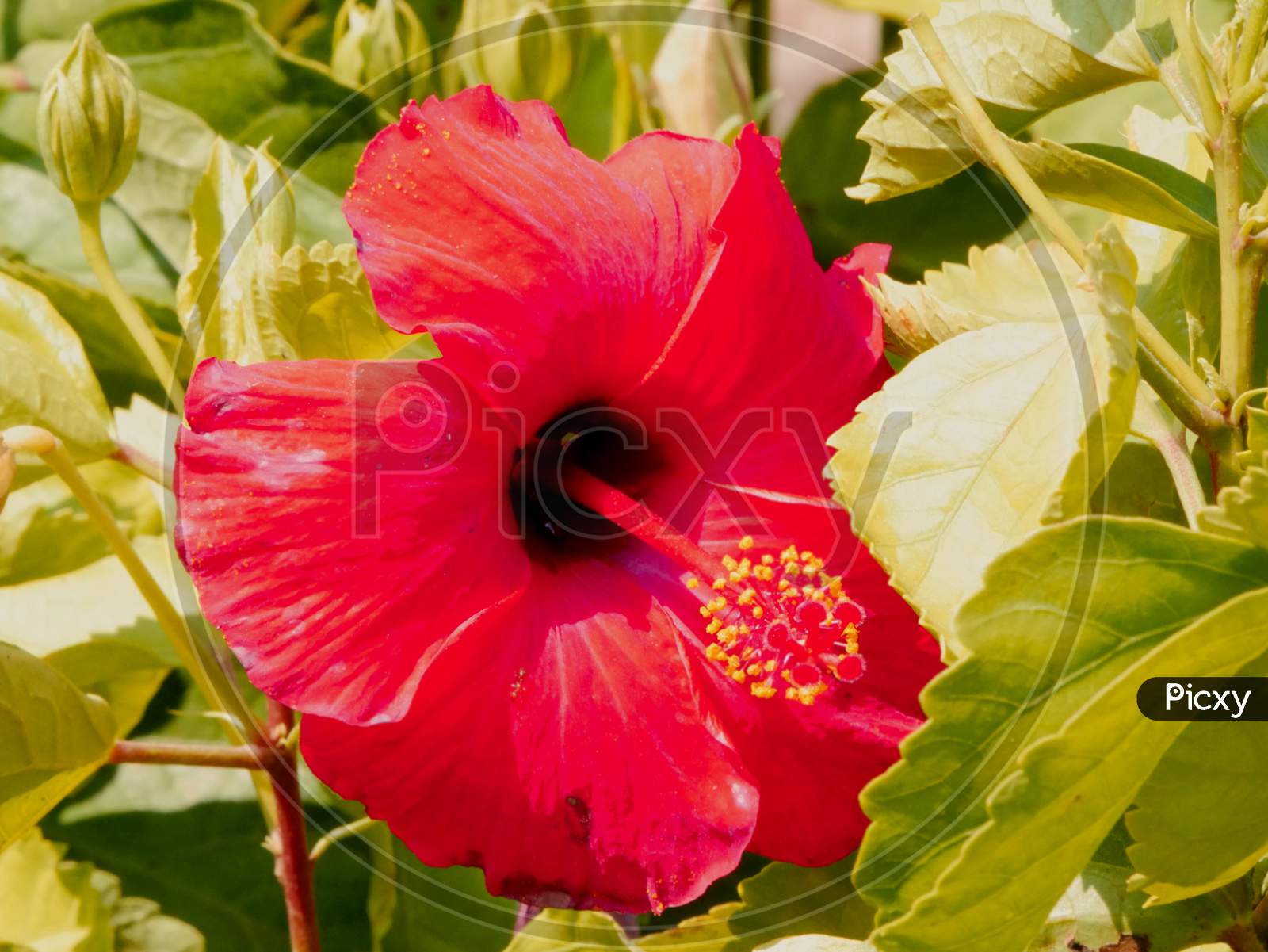 Indian Red Color Hibiscus Flower Closeup Image At Natural Green Background, Nature Beauty Image For Commercial Use.