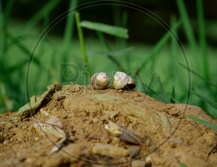 Double Sea Shell Presenting Together At Nature Green Background, Wildlife Concept Image