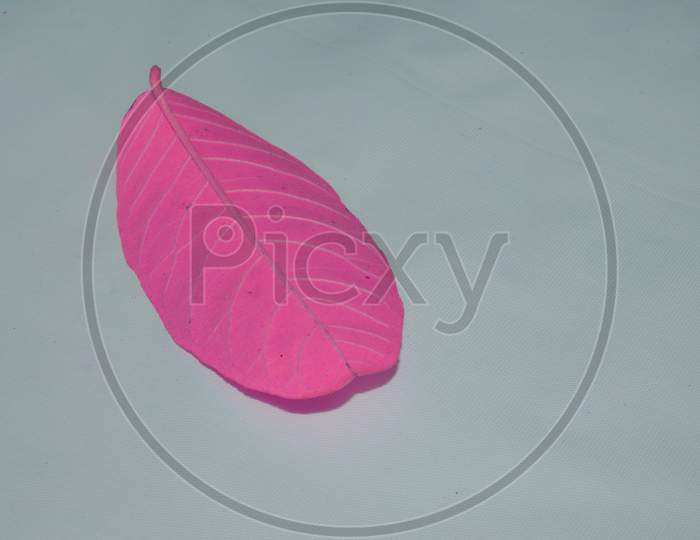 Pink Color Beautiful Leaf Presented On Side Left Frame With Text Space Background Image.