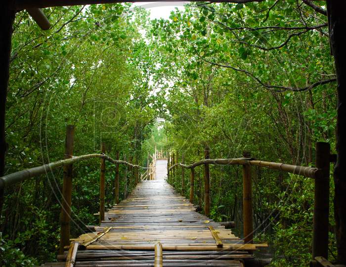Bridge in the Mangrove forest