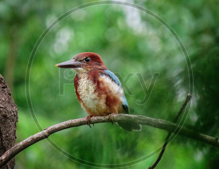 Kingfisher sitting on branch