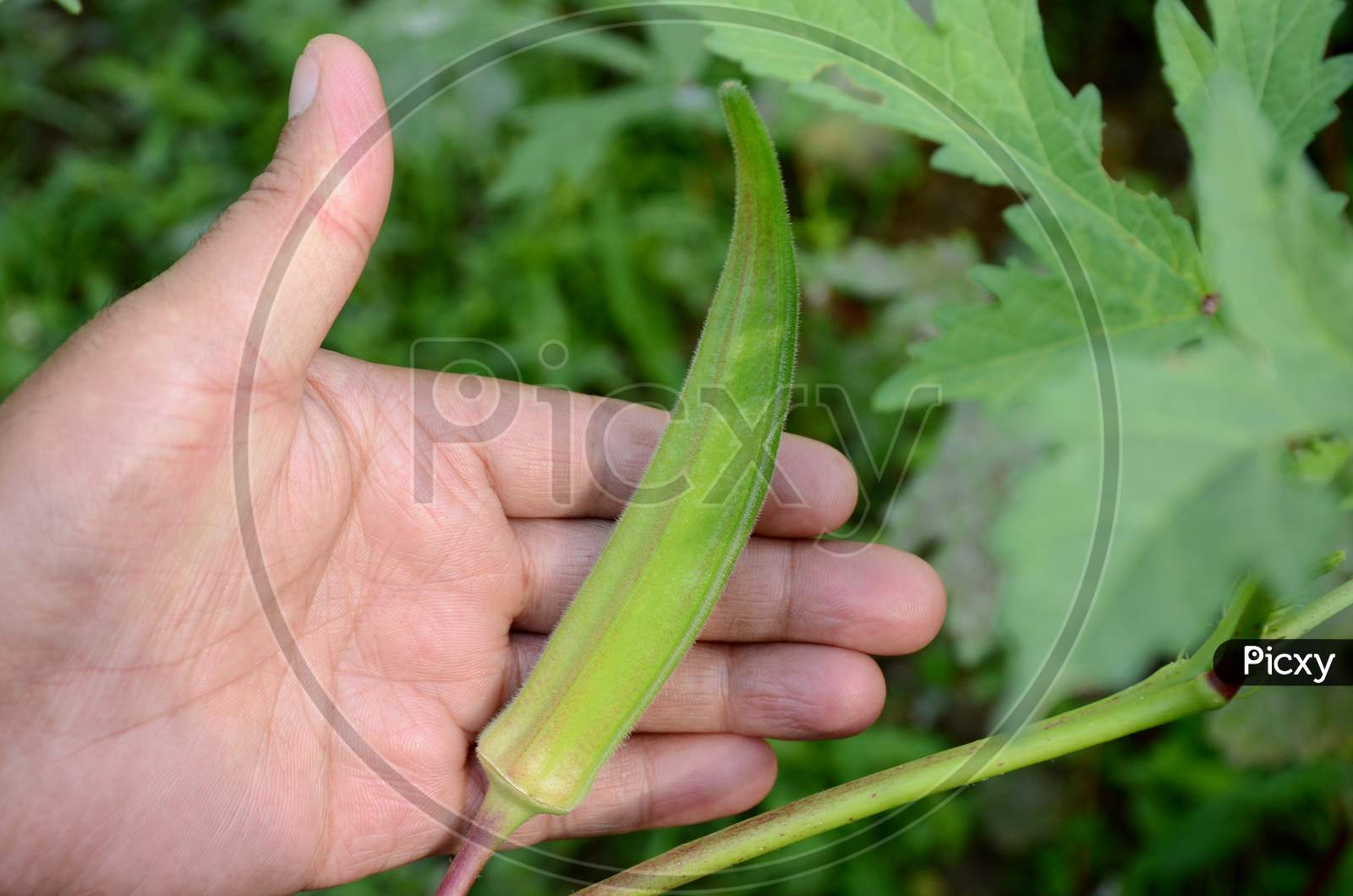 Closeup The Ripe Green Ladyfinger Hold Hand Growing With Leaves And Plant In The Farm Over Out Of Focus Green Background.