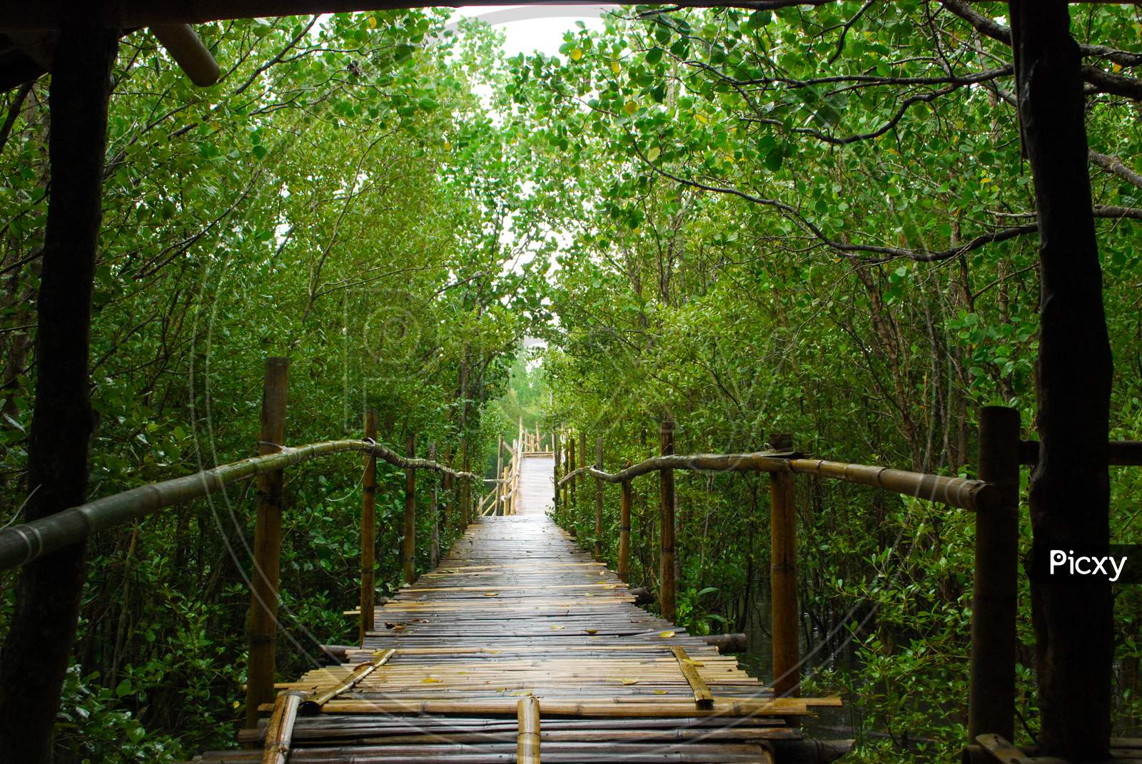 Bridge in the Mangrove forest