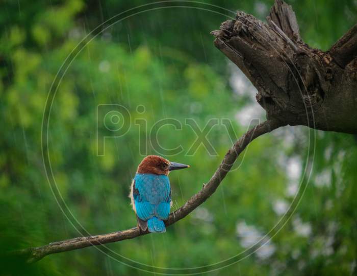 Kingfisher sitting on branch during rain