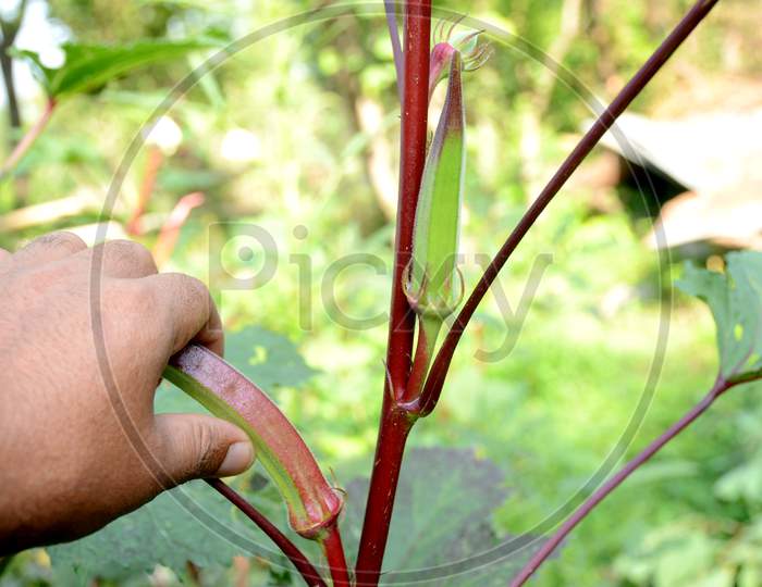 Closeup The Ripe Green Maroon Ladyfinger Hold Hand Growing With Leaves And Plant In The Farm Over Out Of Focus Green Background.