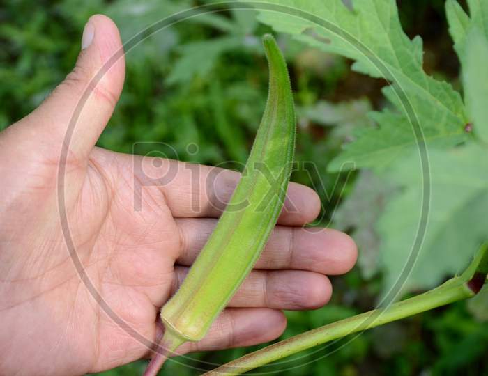 Closeup The Ripe Green Ladyfinger Hold Hand Growing With Leaves And Plant In The Farm Over Out Of Focus Green Background.