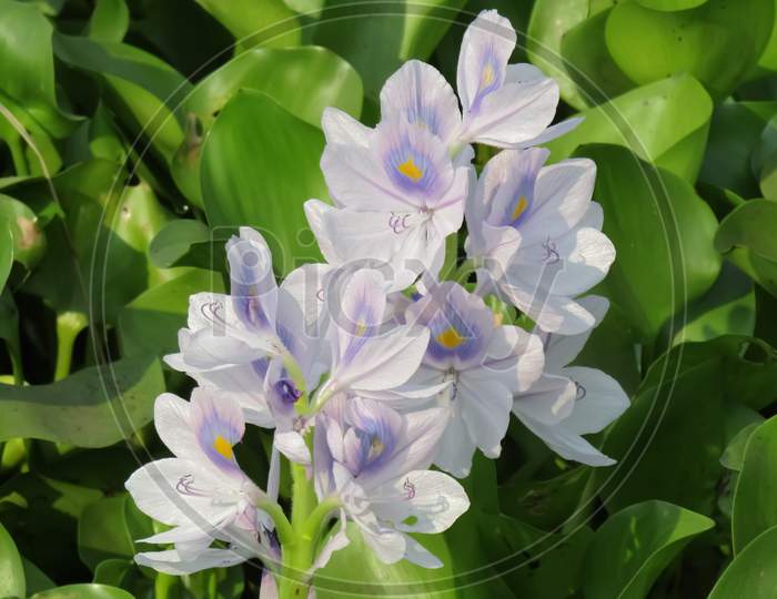 Pontederia crassipes, commonly known as common water hyacinth, is an aquatic plant native to the Amazon basin, and is often a highly problematic invasive species outside its native range.