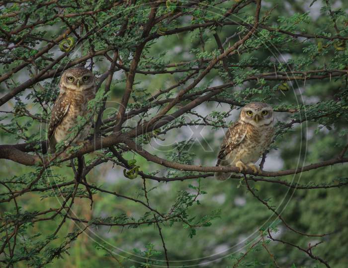 Spoted Spotted Owlets on morning walk