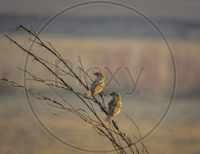 Old world Sparrows