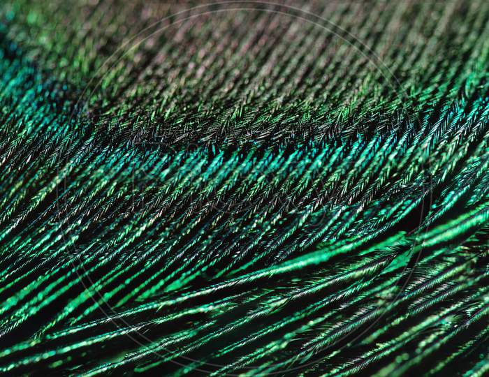 Closeup Peacock Feather