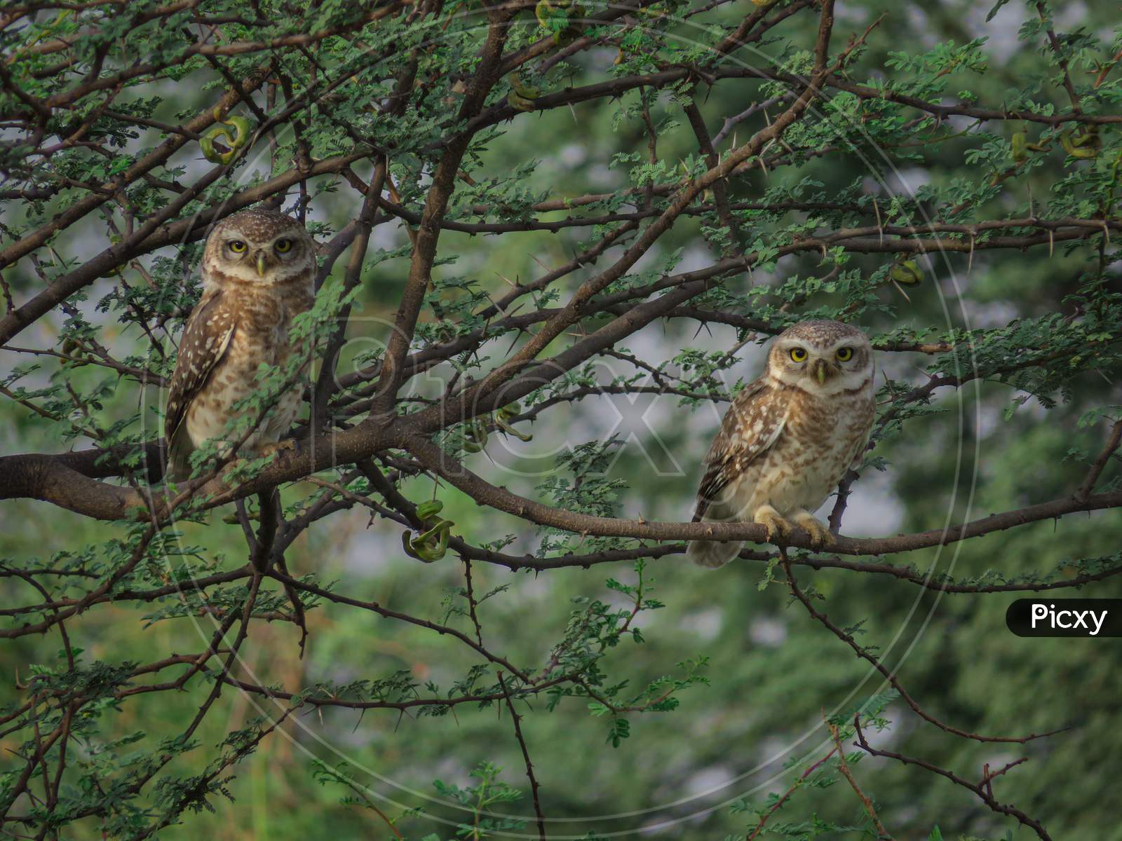 Spoted Spotted Owlets on morning walk