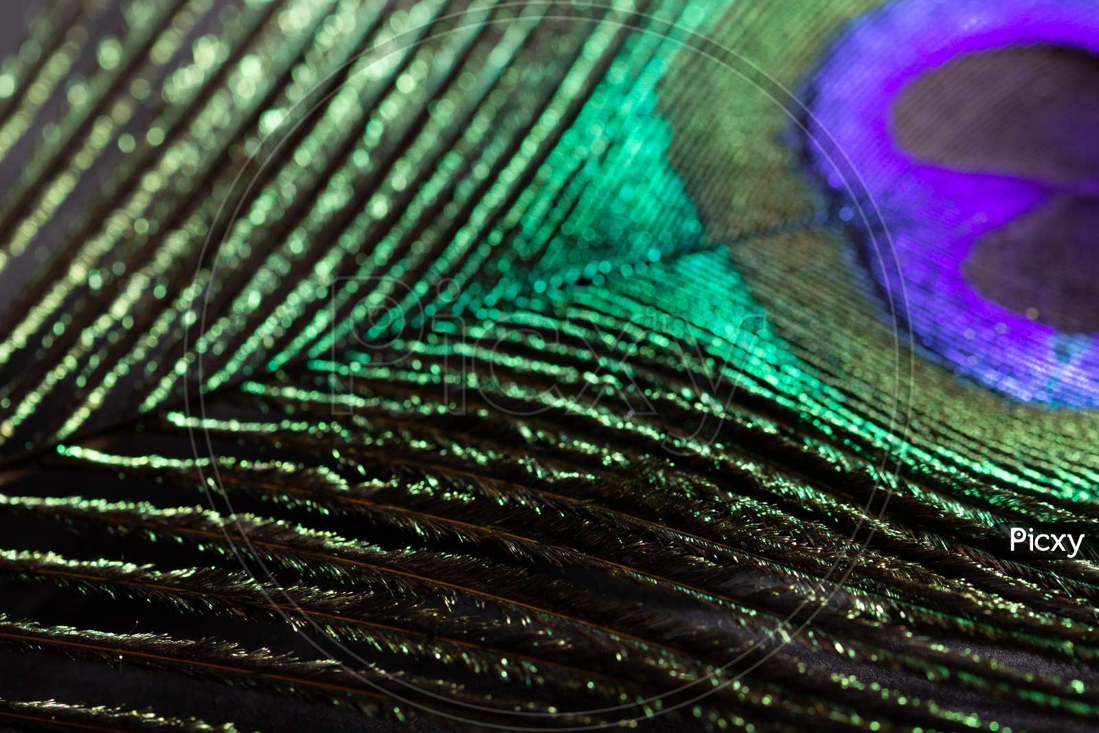 Closeup Peacock Feather