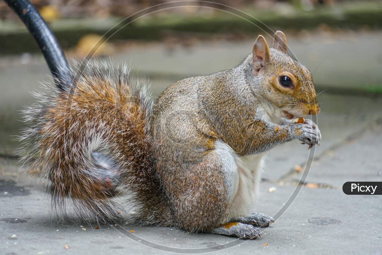 Squirrels Eating Acorns