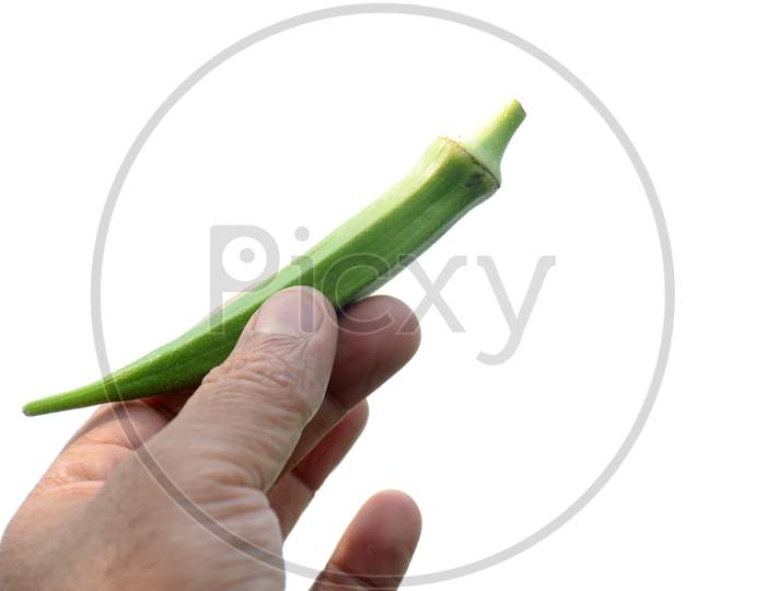 Closeup The Ripe Green Ladyfinger Hold Hand Over Out Of Focus White Background.