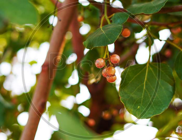 Hanging Fruits Of Medicinal Plant Of Cordia Myxa Or Lasura With Green Leaves Pattern. Medicinal Plant And Homeopathic Industry Concept.