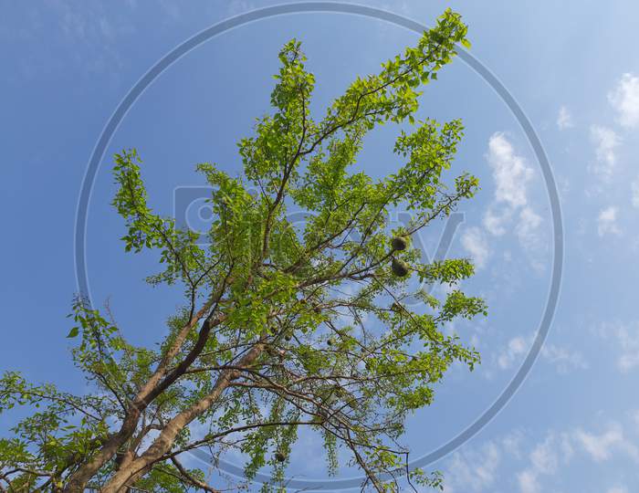 Bael fruit tree with fruit in sky background.