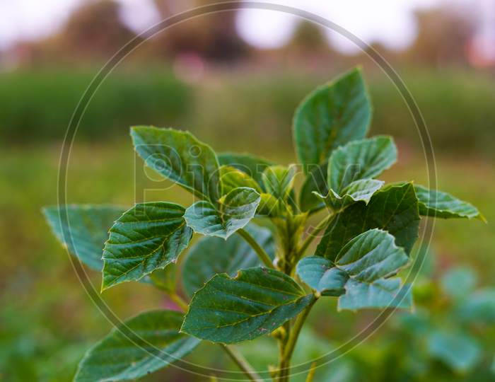 Fresh Wet Green Leaves Of Guar Or Cyamopsis Tetragonoloba Plant. It Is An Annual Legume And The Source Of Guar Gum.