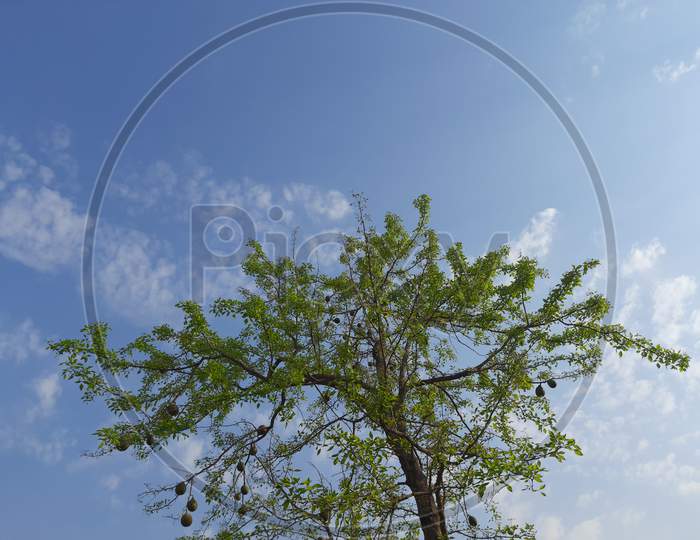 Bael fruit tree with fruit in sky background.