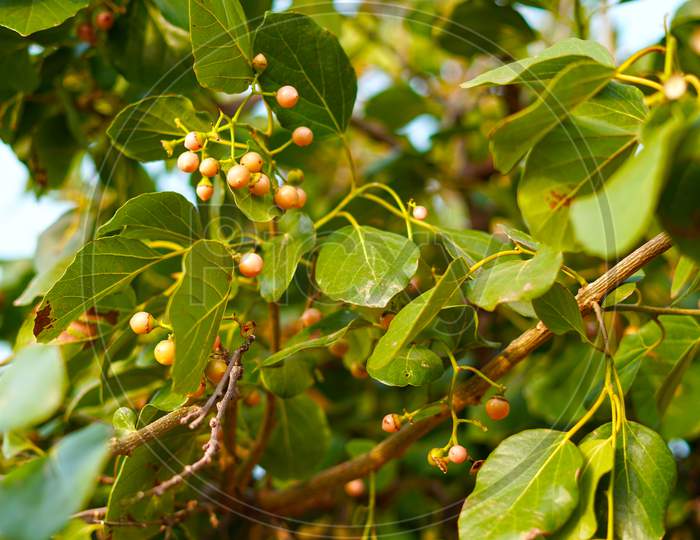 Medicinal Plant And Homeopathic Industry Concept. Cordia Myxa, Cordia Dochotoma Plant Tree With Ripe Golden Hanging Fruits Closeup Shot.