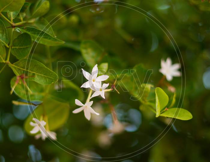 Buds Flower Pattern Of Lemon Or Citrus Fruit With Attractive Green Leaves Background. Flowering Plant Closeup Shot.