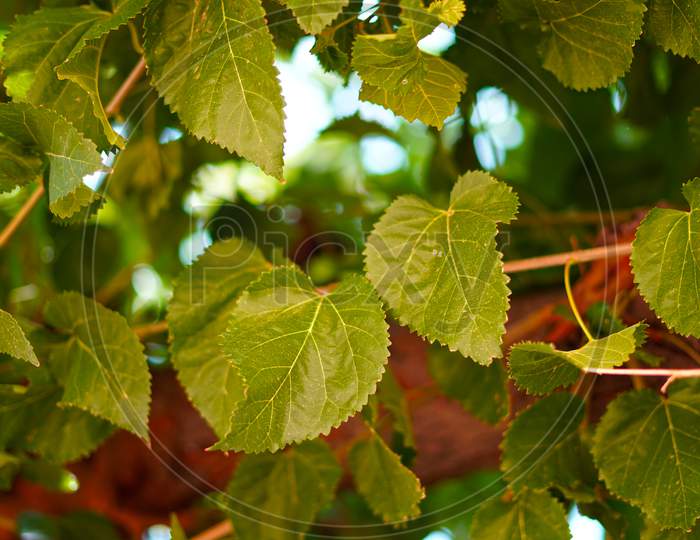 Morus Intermedia Or Shatoot Plant Leaves With Attractive Greenish Pigment. Habitat Plant Of Silkworm Closeup Shot.
