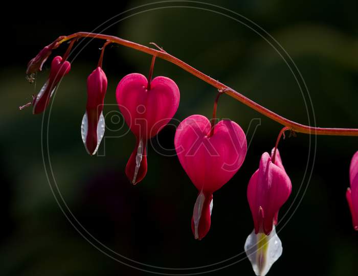 Lamprocapnos Spectabilis, Bleeding Heart Or Fallopian Buds. Flowers