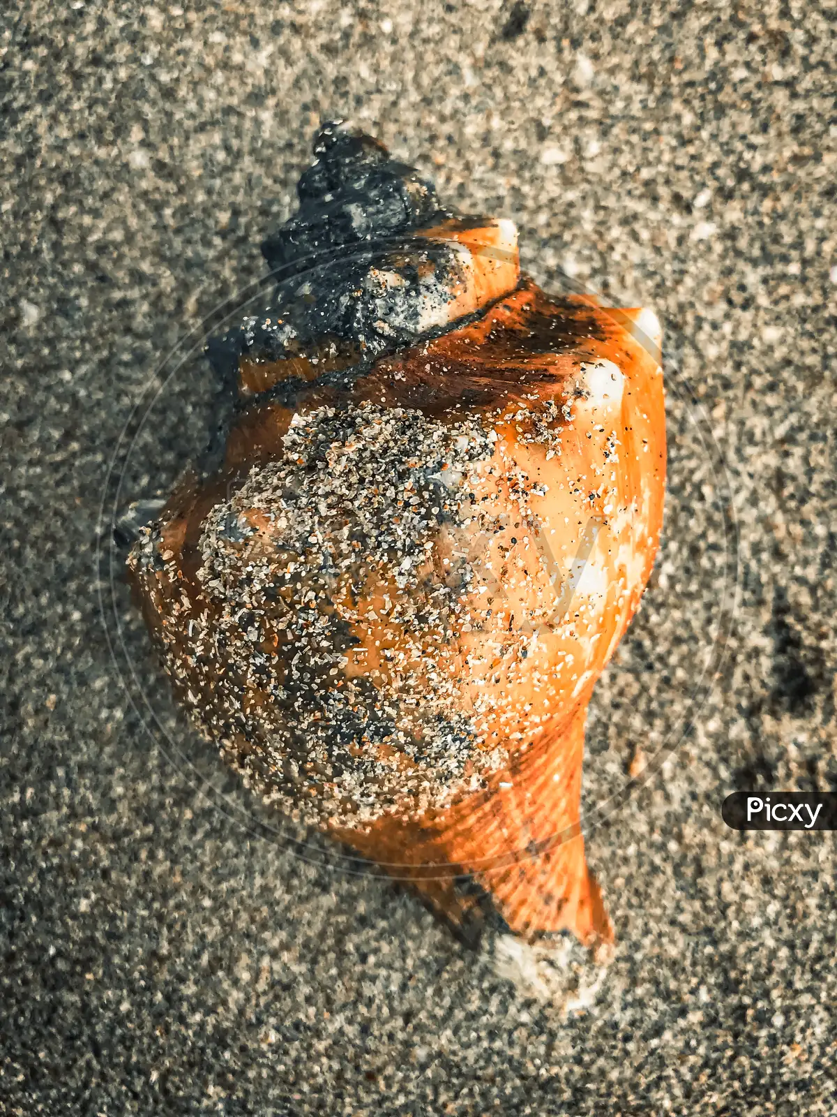 Image of Shankh (conch shell)-ZX703980-Picxy