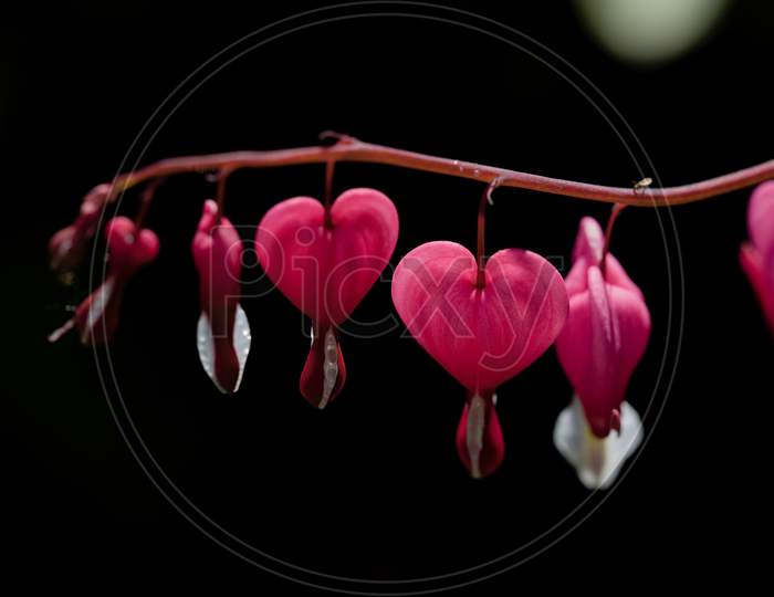 Detailed Macro Image Of Pretty Heart Shaped Pink Flowers. Love Theme
