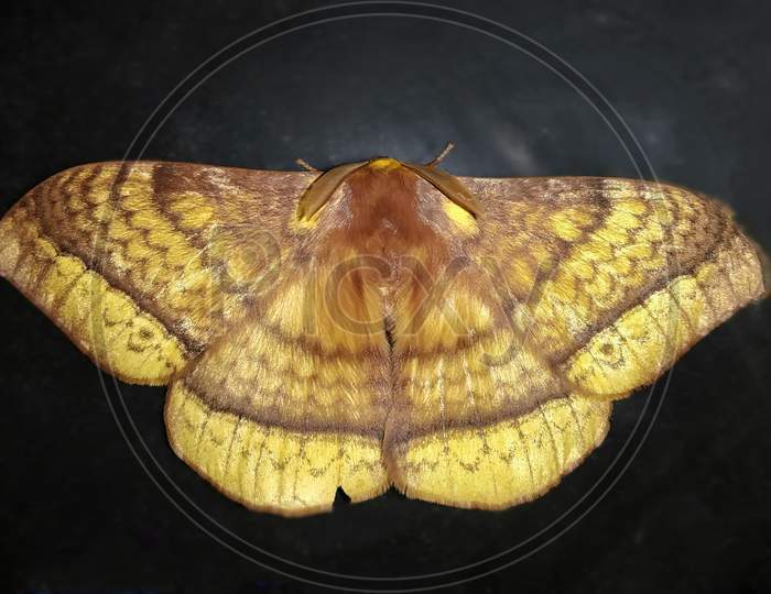 Eupterote is a genus of moths in the family Eupterotidae