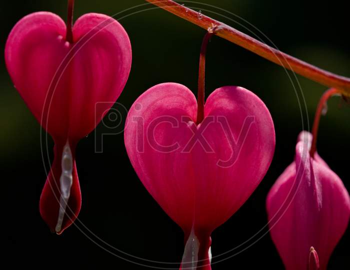 Vertical Close Up Macro Image Of Vibrant Pink Bleeding Heart Flowers