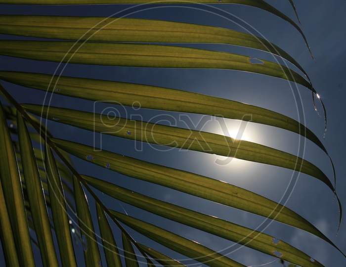 The Sun Rays On Green Palm Leaves With Blue Clouds In The Background. Sun Rays On The Green Leafs.
