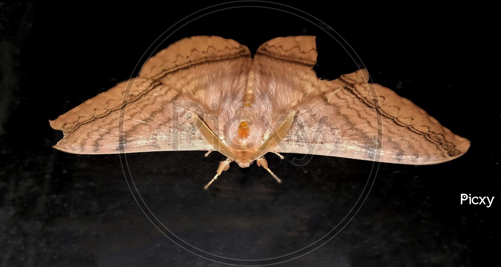 Eupterote undata is a moth of the family Eupterotidae