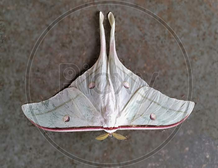 The Indian moon moth - Actias selene