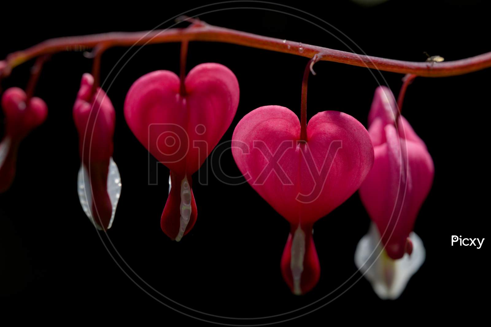 Pink Heart Shaped Flower Close Up. Asian Bleeding-Heart Flower
