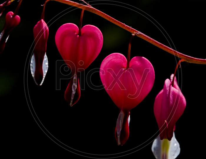 Pink Bleeding-Heart Shaped Flowers, Macro Close Up, Dark Background