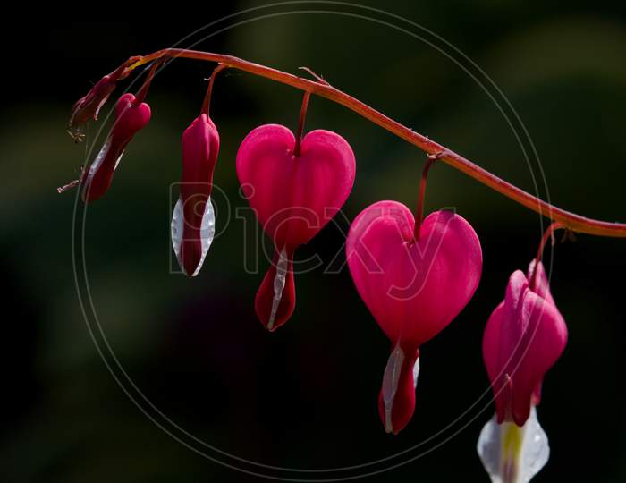 5 Bleeding Heart Flowers On The End Of A Delicate Branch. Copy Space
