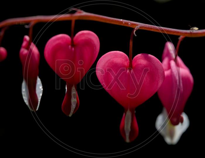 Pink Heart Shaped Flower Close Up. Asian Bleeding-Heart Flower