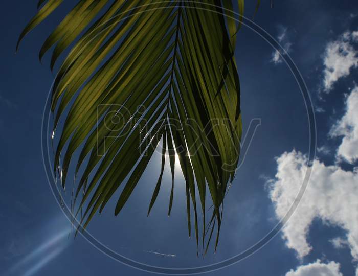 The Sun Rays On Green Palm Leaves With Blue Clouds In The Background. Sun Rays On The Green Leafs.