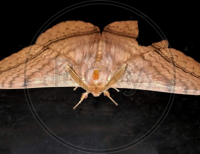 Eupterote undata is a moth of the family Eupterotidae