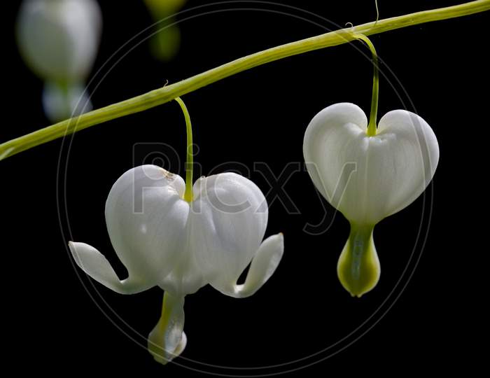 White Asian Bleeding-Heart Flower, Aka Dicentra, On A Dark Background