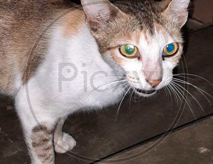 Heterochromia cat, green and blue eyes cat