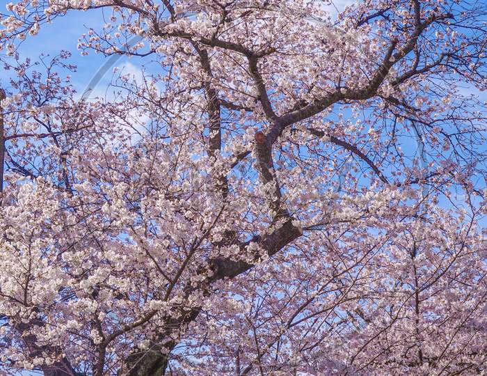 Sakura Of Sumida Park