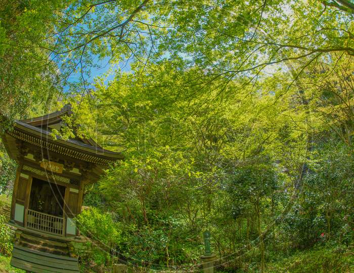 The Fresh Green Of Kamakura-Enkakuji