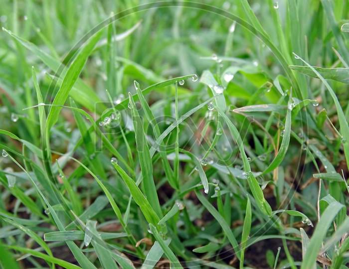 Green grass with water drops.  Closeup.