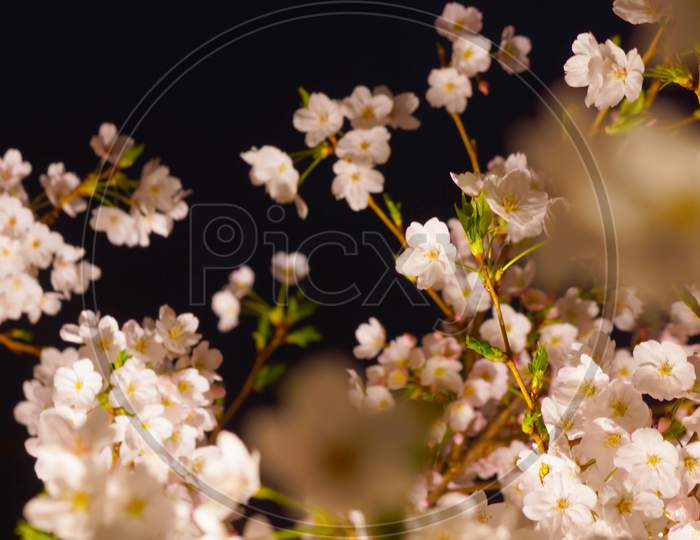 A Going To See Cherry Blossoms At Night And The Moon