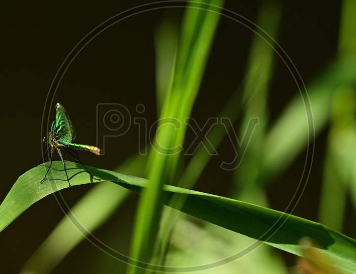 A Beautiful Grasshopper Of The Same Color On Top Of A Green Grass Leaf